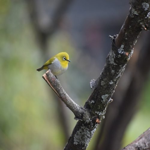 birding