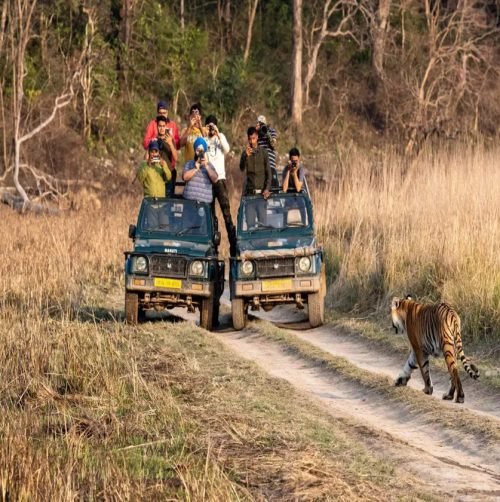 jungle-safari-in-corbett