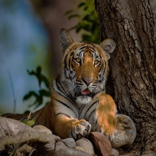 wildlife_back2.jpg