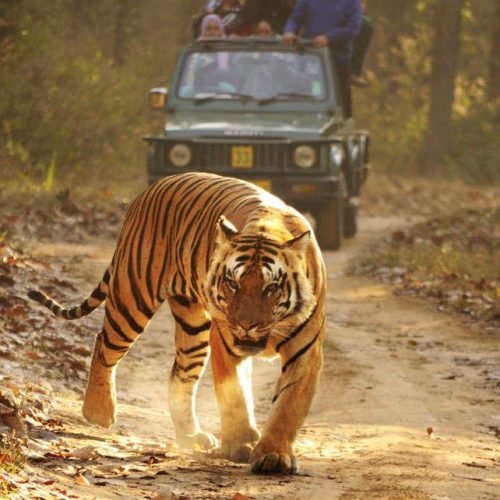 Wildlife Safari Image